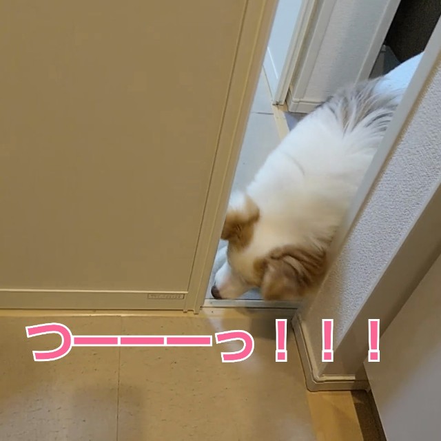 f:id:gussan-belle:20190209124310j:image