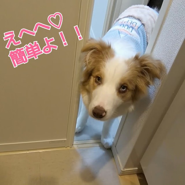 f:id:gussan-belle:20190209124320j:image