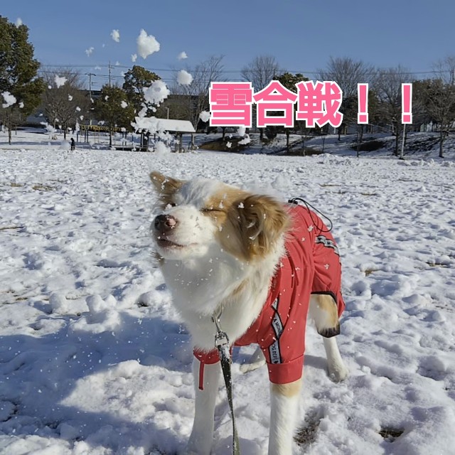 f:id:gussan-belle:20190210115415j:image