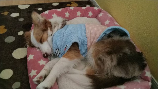 f:id:gussan-belle:20190210115513j:image
