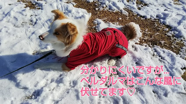 f:id:gussan-belle:20190210115550j:image
