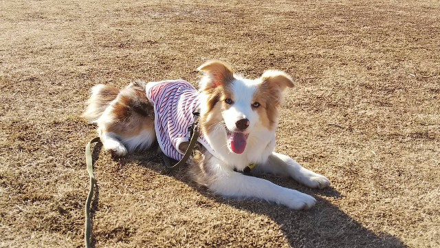 f:id:gussan-belle:20190211151151j:image
