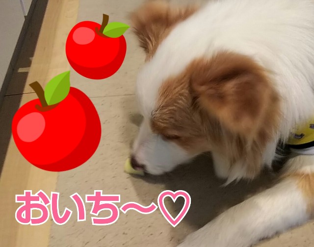 f:id:gussan-belle:20190212074039j:image