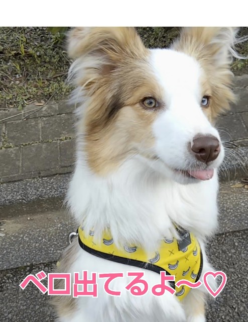 f:id:gussan-belle:20190216152326j:image