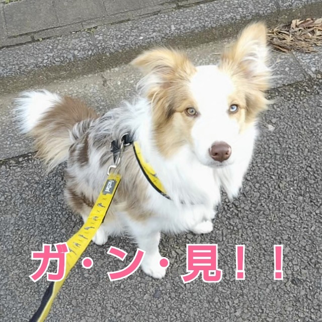 f:id:gussan-belle:20190216152339j:image