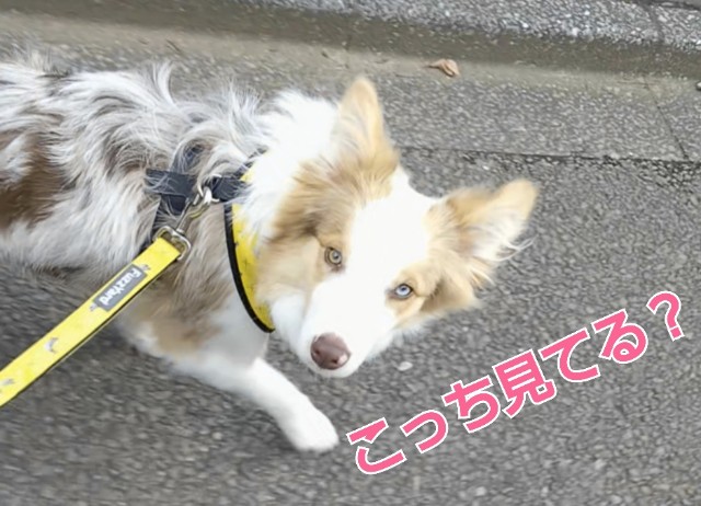 f:id:gussan-belle:20190216152425j:image