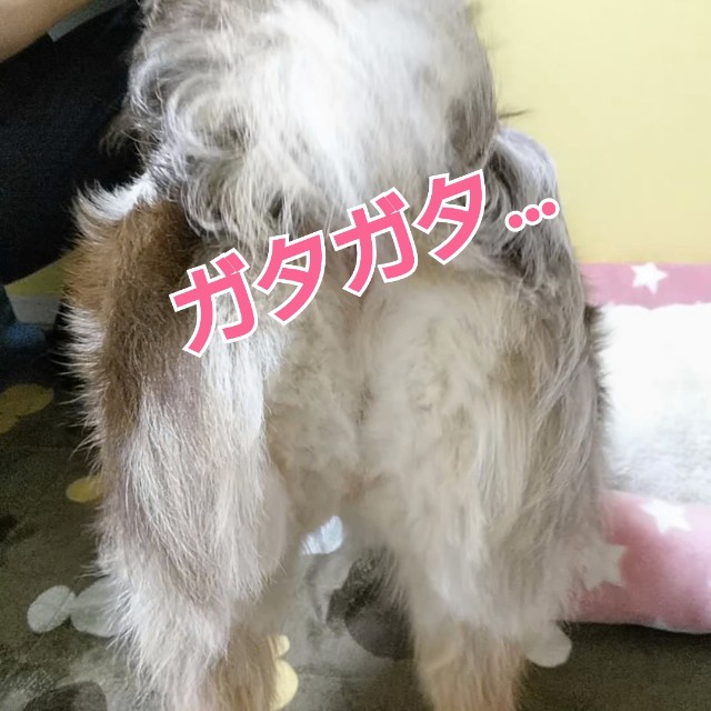 f:id:gussan-belle:20190217100353j:image