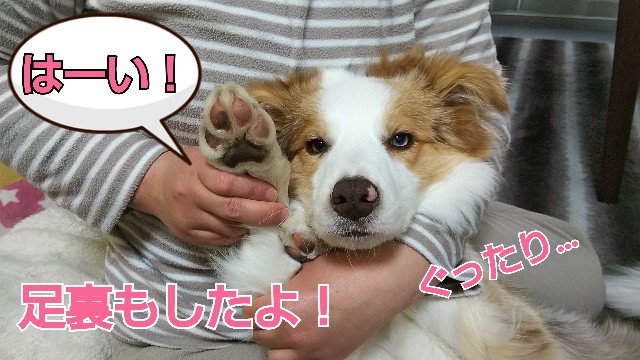 f:id:gussan-belle:20190217100437j:image