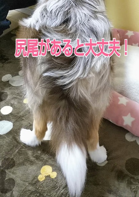 f:id:gussan-belle:20190217100458j:image