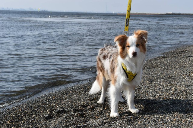 f:id:gussan-belle:20190224122749j:image