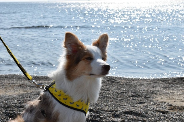 f:id:gussan-belle:20190224122845j:image