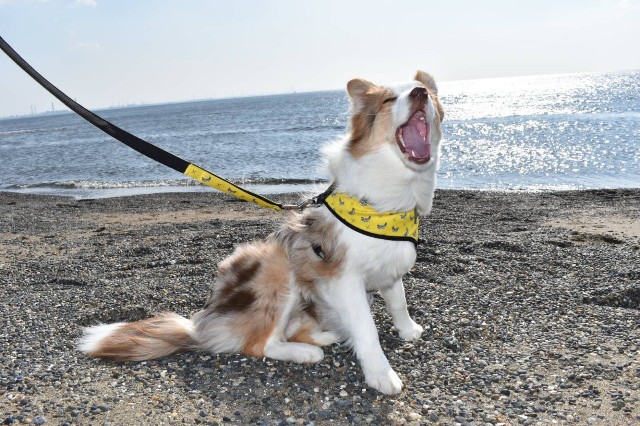 f:id:gussan-belle:20190224122905j:image