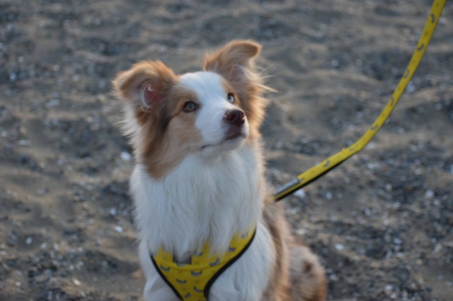 f:id:gussan-belle:20190224122950j:image