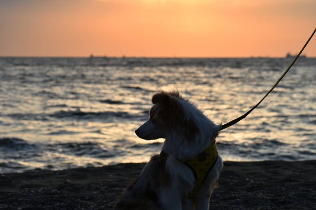 f:id:gussan-belle:20190224123006j:image