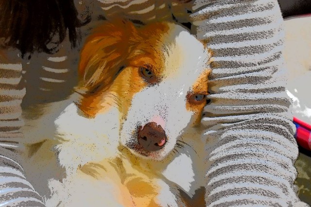 f:id:gussan-belle:20190225213022j:image