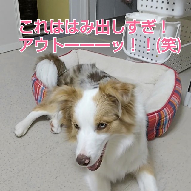 f:id:gussan-belle:20190301081513j:image