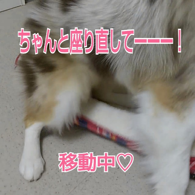 f:id:gussan-belle:20190301081528j:image