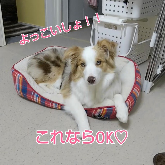 f:id:gussan-belle:20190301081541j:image