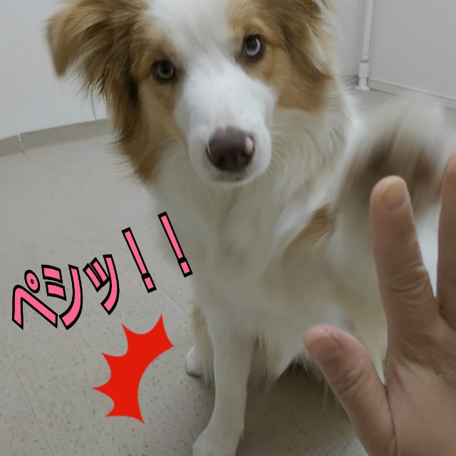 f:id:gussan-belle:20190302143829j:image