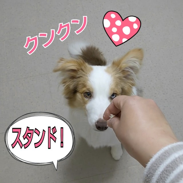 f:id:gussan-belle:20190304082137j:image