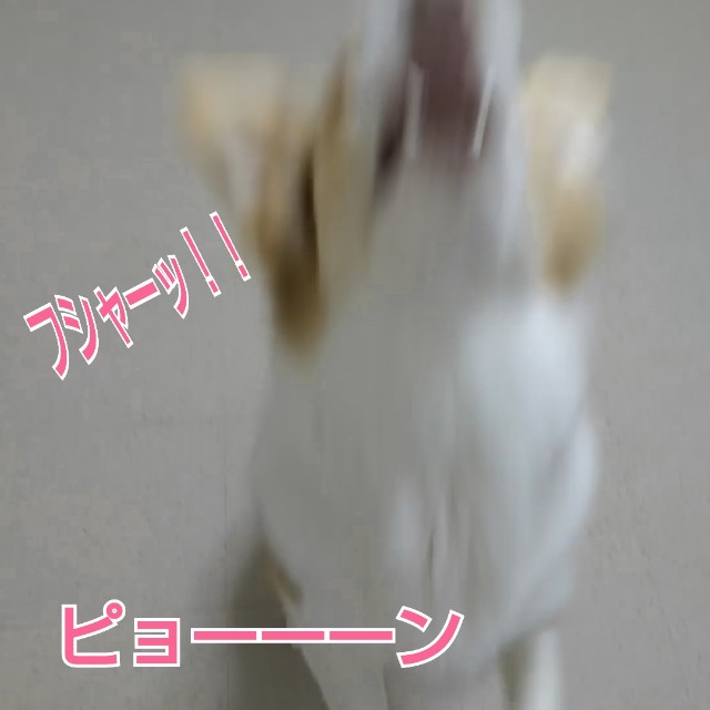 f:id:gussan-belle:20190304082155j:image