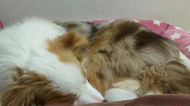 f:id:gussan-belle:20190305072637j:image