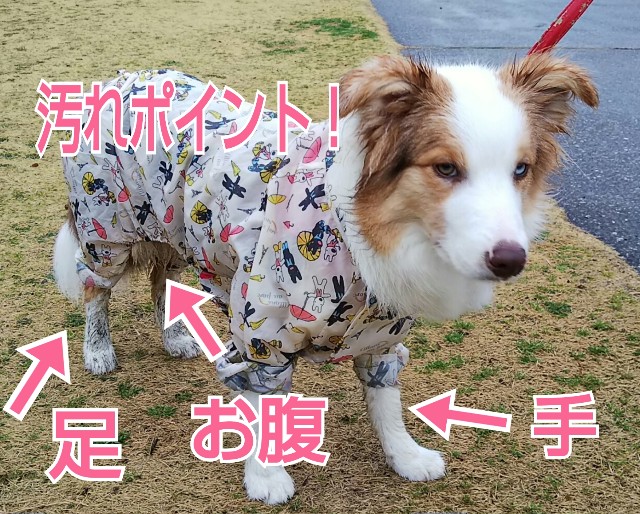 f:id:gussan-belle:20190307081524j:image