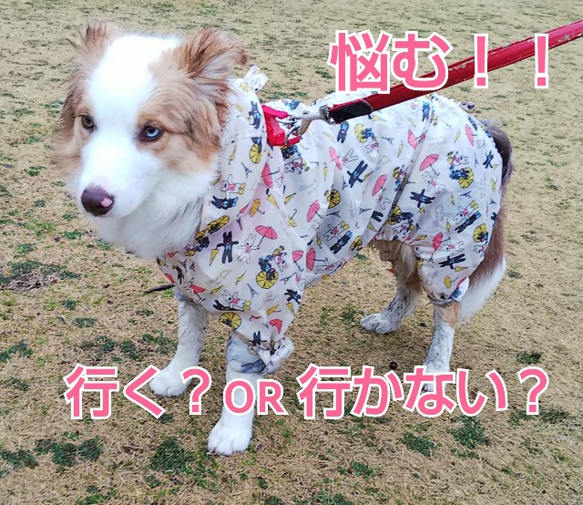 f:id:gussan-belle:20190307081607j:image