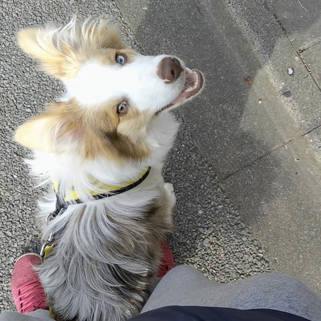 f:id:gussan-belle:20190308122727j:image