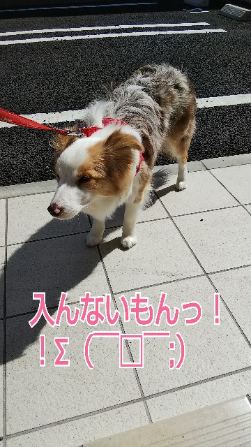 f:id:gussan-belle:20190308122801j:image