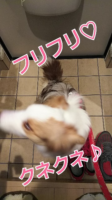 f:id:gussan-belle:20190308122818j:image