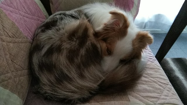 f:id:gussan-belle:20190310135633j:image
