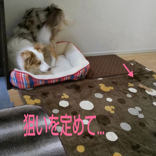 f:id:gussan-belle:20190311081806j:image