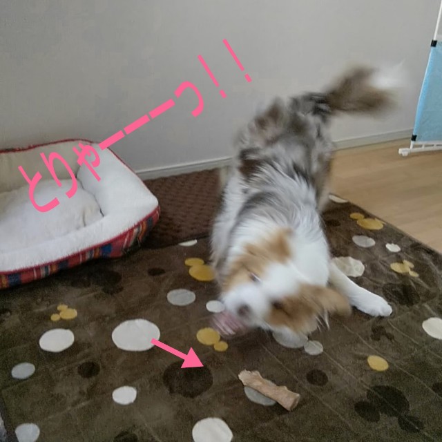 f:id:gussan-belle:20190311081819j:image