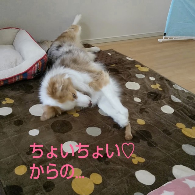 f:id:gussan-belle:20190311081849j:image