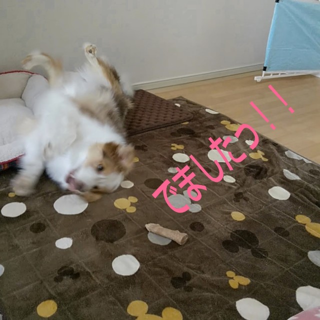 f:id:gussan-belle:20190311081909j:image