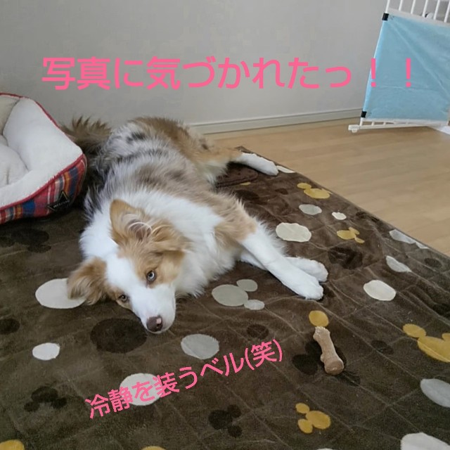 f:id:gussan-belle:20190311081933j:image
