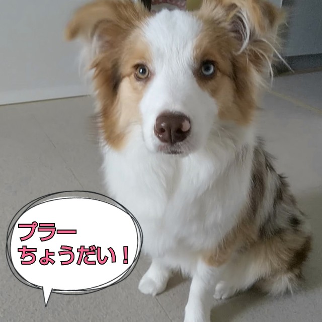 f:id:gussan-belle:20190313080601j:image f:id:gussan-belle:20190313080601j:image