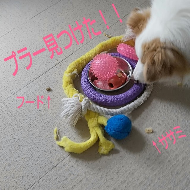 f:id:gussan-belle:20190313080638j:image f:id:gussan-belle:20190313080638j:image