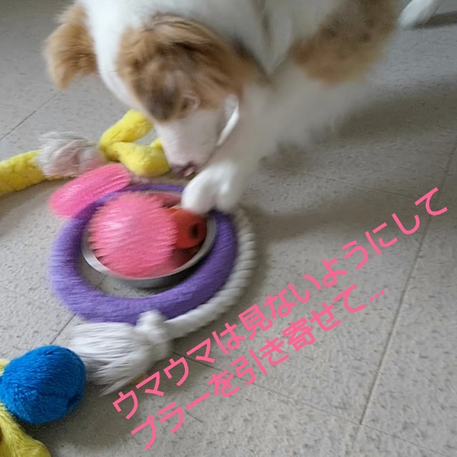 f:id:gussan-belle:20190313080650j:image f:id:gussan-belle:20190313080650j:image