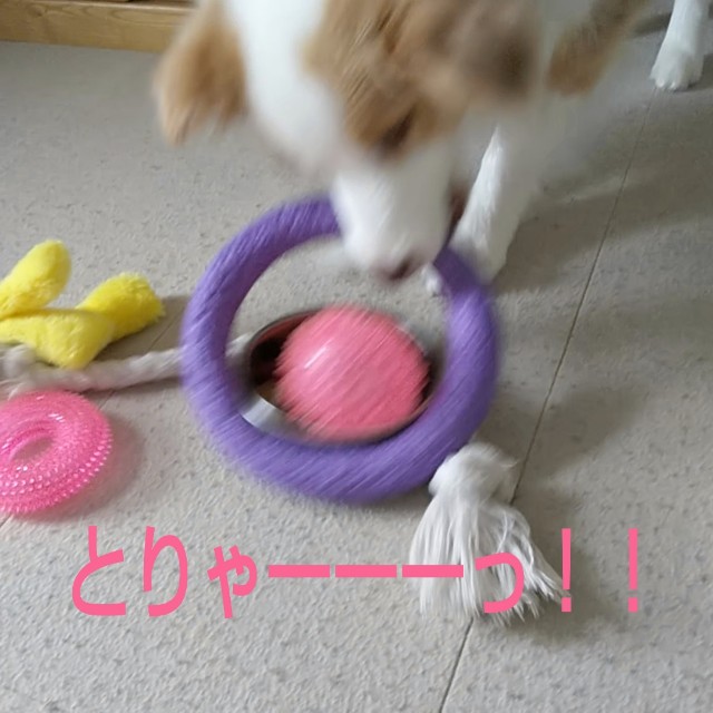 f:id:gussan-belle:20190313080711j:image f:id:gussan-belle:20190313080711j:image
