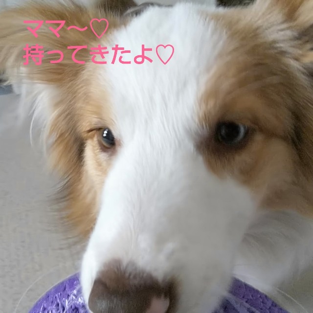 f:id:gussan-belle:20190313080721j:image f:id:gussan-belle:20190313080721j:image