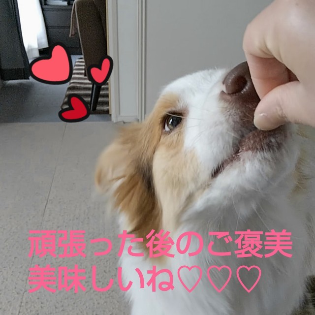 f:id:gussan-belle:20190313080734j:image f:id:gussan-belle:20190313080734j:image