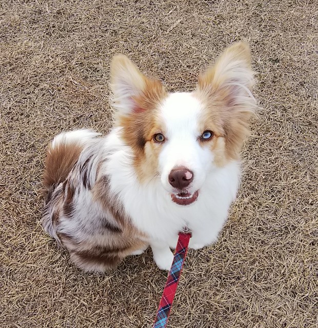 f:id:gussan-belle:20190316083422j:image