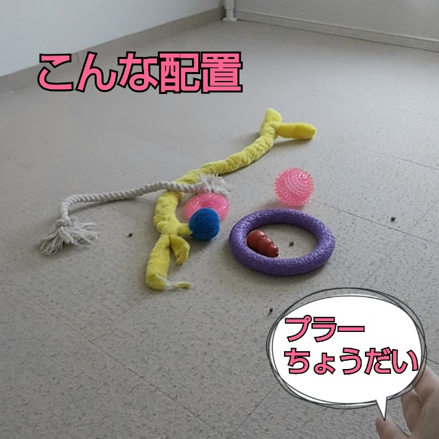 f:id:gussan-belle:20190317081355j:image
