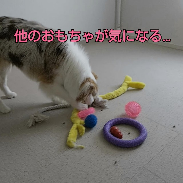 f:id:gussan-belle:20190317081407j:image