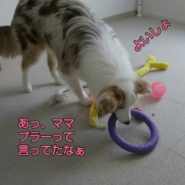 f:id:gussan-belle:20190317081419j:image