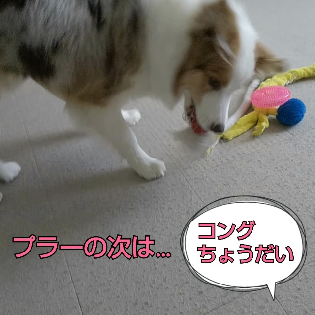 f:id:gussan-belle:20190317081432j:image