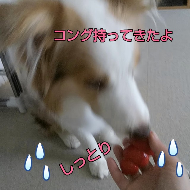 f:id:gussan-belle:20190317081445j:image