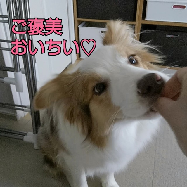 f:id:gussan-belle:20190317081500j:image